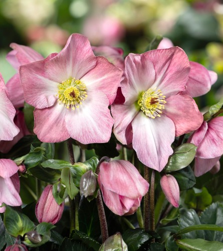 Helleborus HGC® "Winter Ballet Katie", fot. dzięki uprzejmości HEUGER