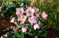 Helleborus HGC® "Winter Ballet Katie", fot. dzięki uprzejmości HEUGER