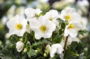Helleborus HGC® "Winter Ballet White" - ciemiernik