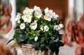 Helleborus HGC® "Winter Ballet White", fot. dzięki uprzejmości HEUGER