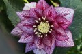 Helleborus HGC® Spring Promise® "Lily", fot. dzięki uprzejmości HEUGER