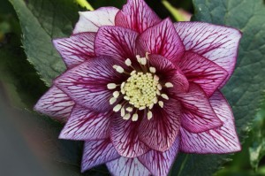 Helleborus HGC® Spring Promise® "Lily" - ciemiernik