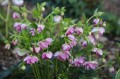 Helleborus HGC® Spring Promise® "Lily", fot. dzięki uprzejmości HEUGER
