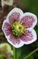 Helleborus HGC® Spring Promise® "Conny", fot. dzięki uprzejmości HEUGER