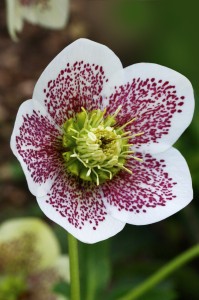 Helleborus HGC® Spring Promise® "Conny" - ciemiernik