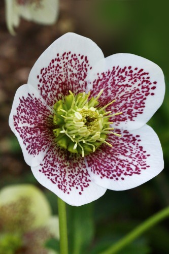 Helleborus HGC® Spring Promise® "Conny", fot. dzięki uprzejmości HEUGER