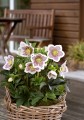 Helleborus HGC® Spring Promise® "Conny", fot. dzięki uprzejmości HEUGER