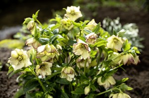 Helleborus HGC® Spring Promise® "Anja Oudolf" - ciemiernik