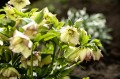 Helleborus HGC® Spring Promise® "Anja Oudolf", fot. dzięki uprzejmości HEUGER