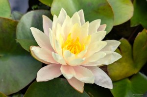 Nymphaea „Florida Sunset” - lilia wodna, grzybień