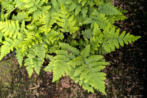 Dryopteris coreano montana, fot. AS