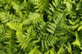 Dryopteris coreano montana, fot. AS