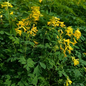 Corydalis lutea - kokorycz żółta