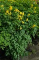 Corydalis lutea, fot. AS