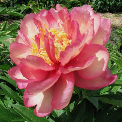 Paeonia Itoh „Julia Rose”