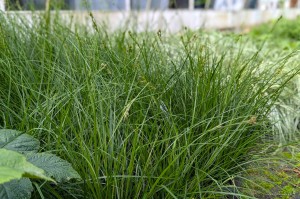 Carex brunnea "Magic Green" - turzyca Brunnea
