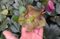 Helleborus HGC® "Winter Ballet Karli" - koniec kwitnienia, fot. AS