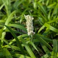 Liriope muscari „Monroe White”, fot. AS