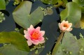Nymphaea "Aurora", fot. AS