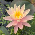 Nymphaea „Sunny Pink”, fot. AS