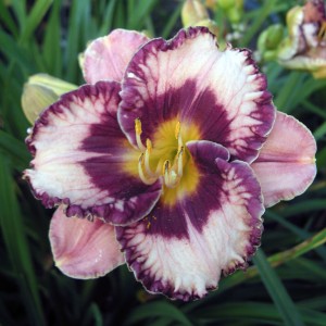 Hemerocallis „Exotic Treasure” - liliowiec