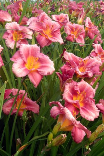 Hemerocallis „Rosy Returns”