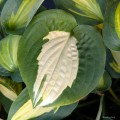 Hosta "Smash Hit", fot. AS