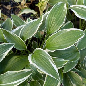 Hosta „Snow Crust” - funkia
