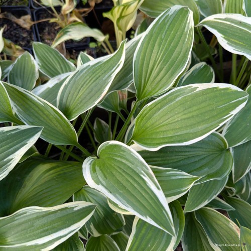 Hosta "Snow Crust", fot. AS