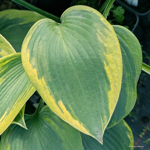 Hosta "Paul Vernooij", fot. AS