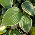 Hosta "Poker", fot. AS