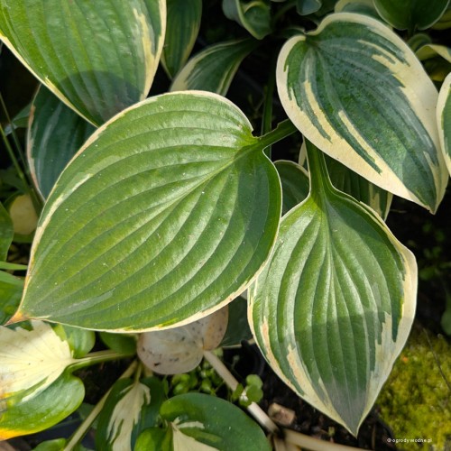 Hosta "Poker", fot. AS