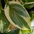 Hosta "Royal Charmer", fot. AS