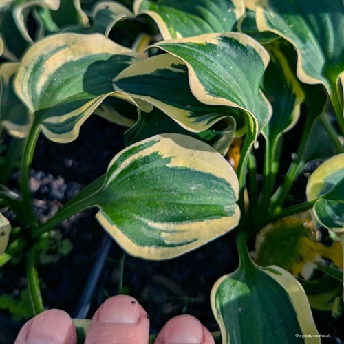 Hosta „Mouse Capades”, fot. AS