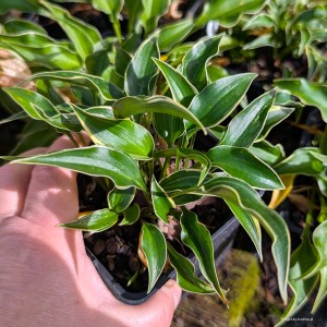 Hosta „Minstrel Magic” - funkia