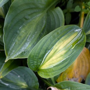 Hosta „Mata Hari” - funkia