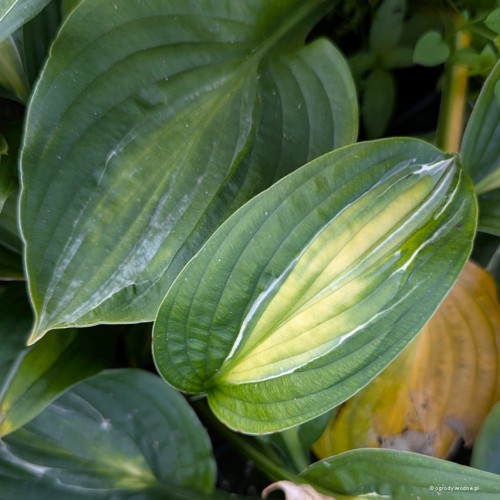 Hosta "Mata Hari", fot. AS