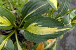 Hosta „Mellow Mood” - funkia
