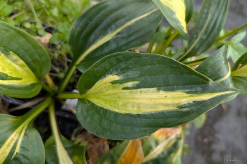 Hosta „Mellow Mood”