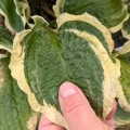 Hosta „Leather and Lace”, fot. AS