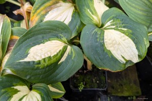 Hosta „Lakeside Meter Maid” - funkia