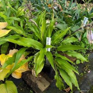 Hosta „Kempen Waving Shadow” - funkia