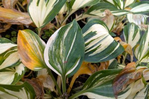 Hosta „Hi-Fi” - funkia