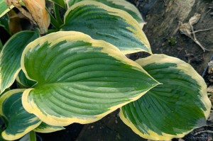 Hosta „Frost Giant” - funkia