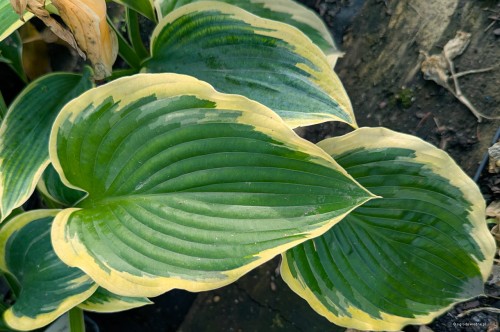 Hosta „Frost Giant”, fot. AS