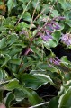 Hosta „Frosted Raspberry”, fot. AS