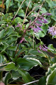 Hosta „Frosted Raspberry” - funkia