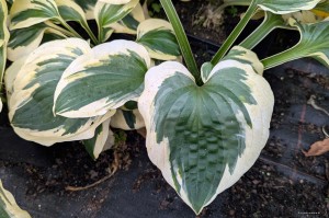 Hosta „Christmas Pageant” - funkia