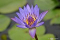 Nymphaea „Tina”