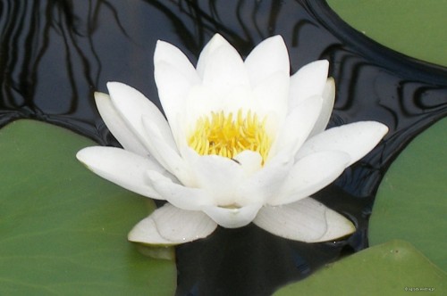 Nymphaea „Hermine”
